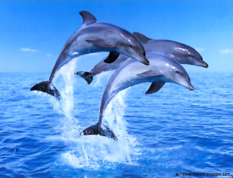 Free 3d Dolphin Wallpaper - Jumping Dolphin - HD Wallpaper 