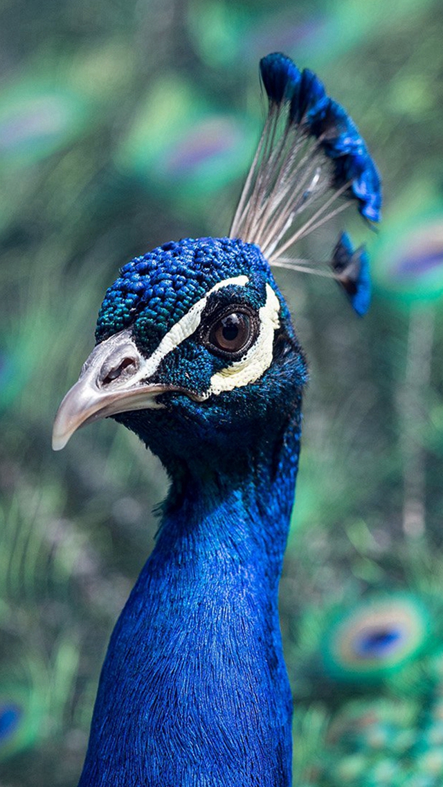 Peacock Animal Bird Nature Blue Iphone Wallpaper - Walpaper Peacock - HD Wallpaper 