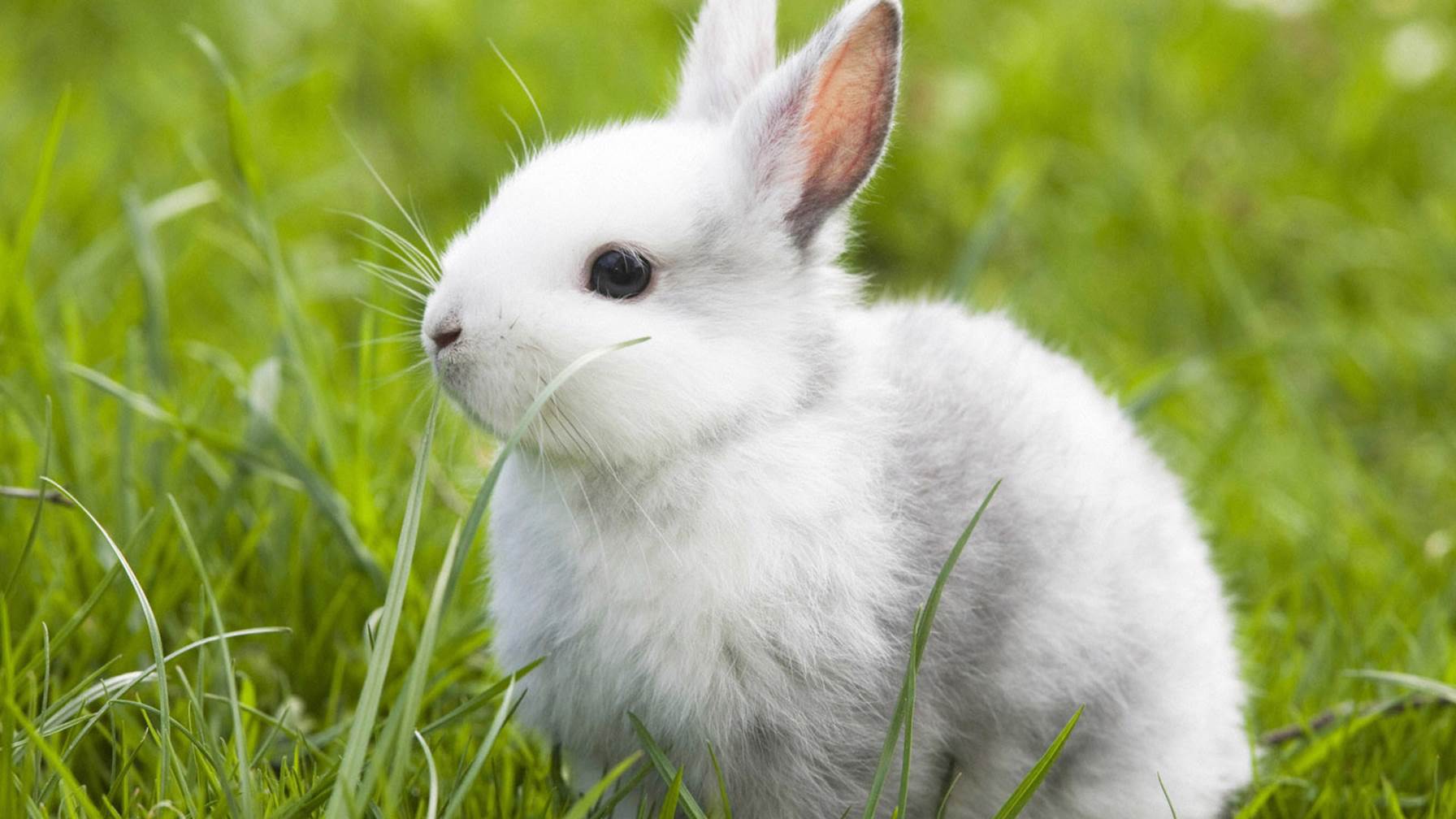Sweet Rabbit Animal Hd Photo - Cute White Bunny - 1792x1008 Wallpaper -  