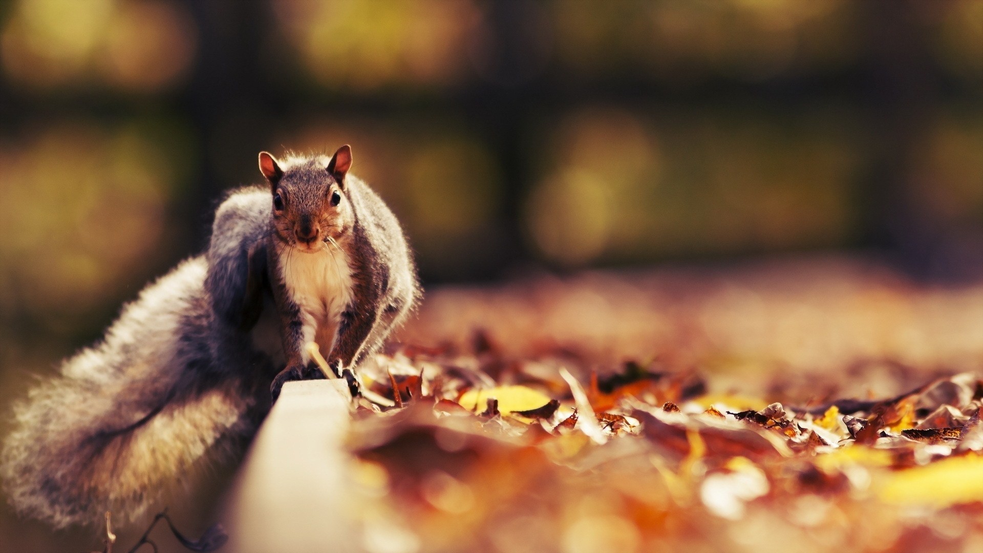 Fall Animal Desktop Backgrounds - HD Wallpaper 