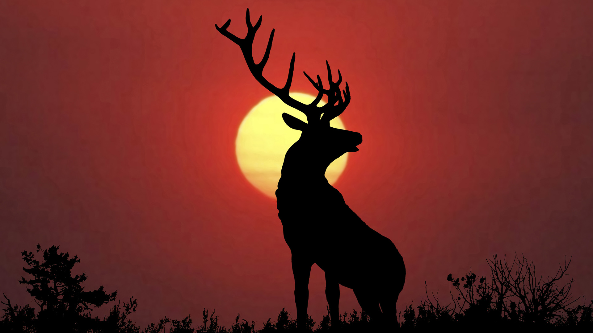 Cool Backgrounds Of Deer - HD Wallpaper 