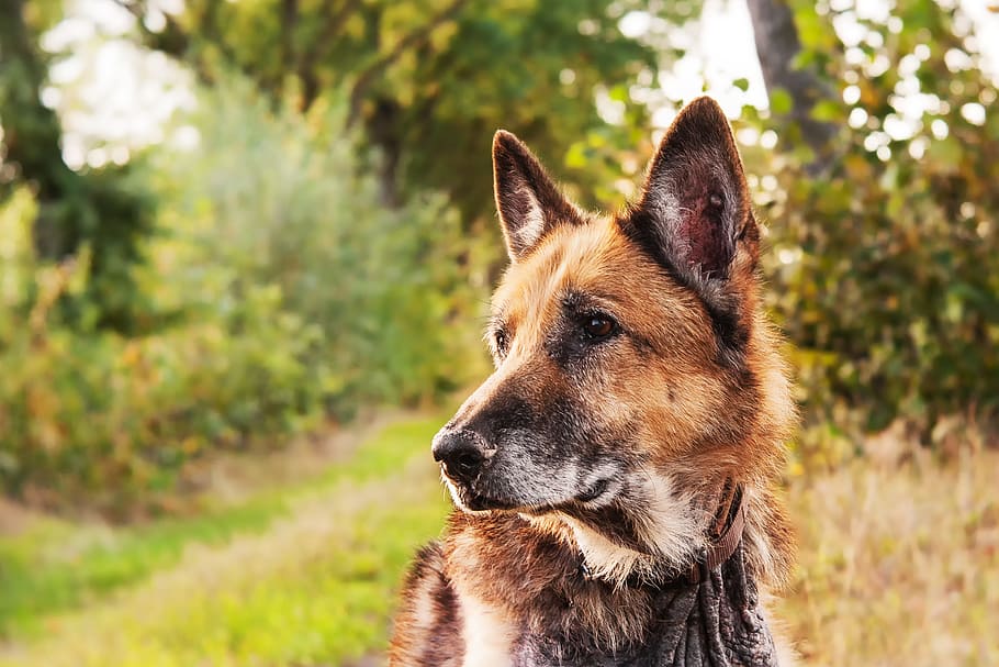 Adult German Shepherd Close-up Photography, Dog, Mammals, - Vanlige Hunderaser - HD Wallpaper 