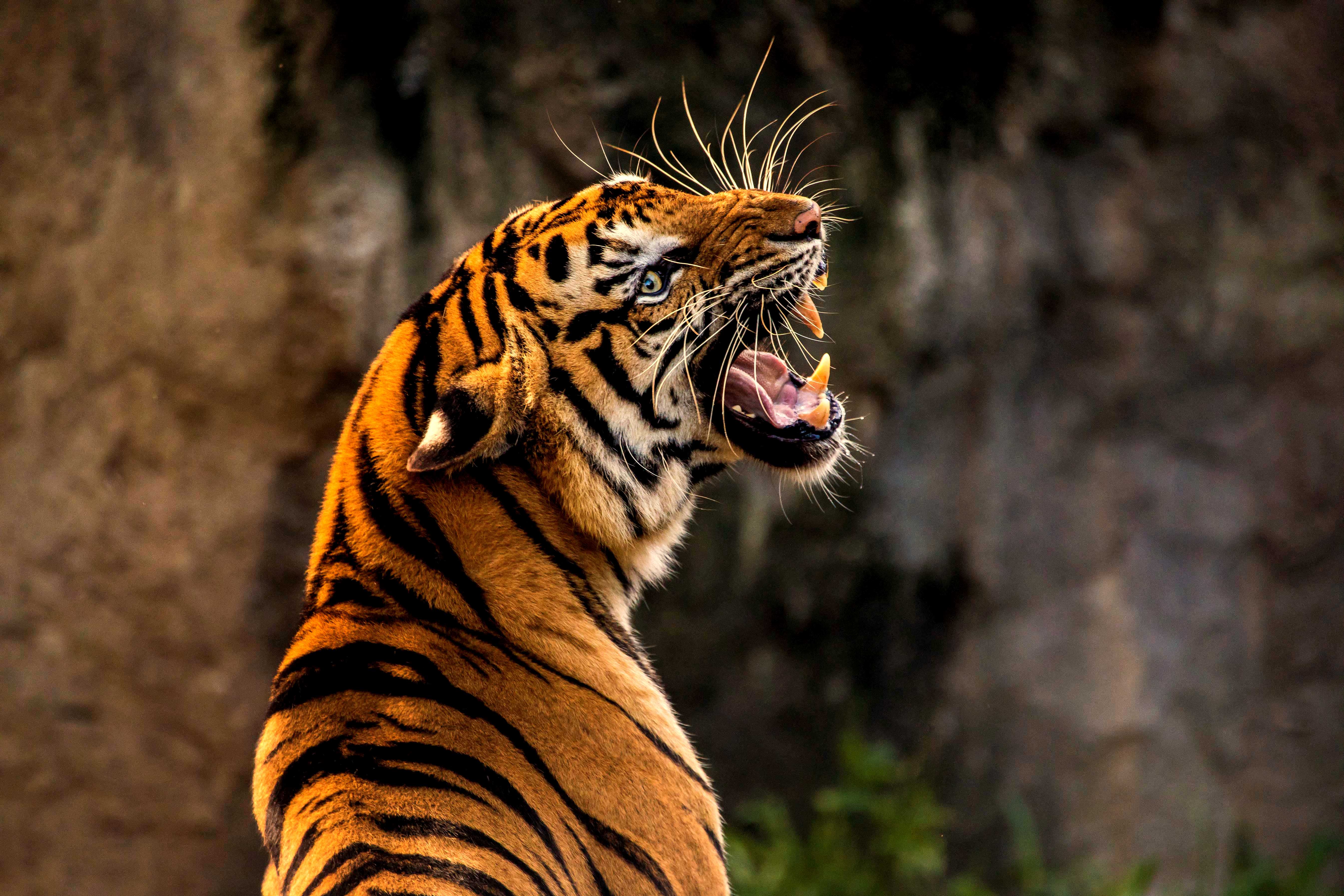 Tiger Roaring - HD Wallpaper 