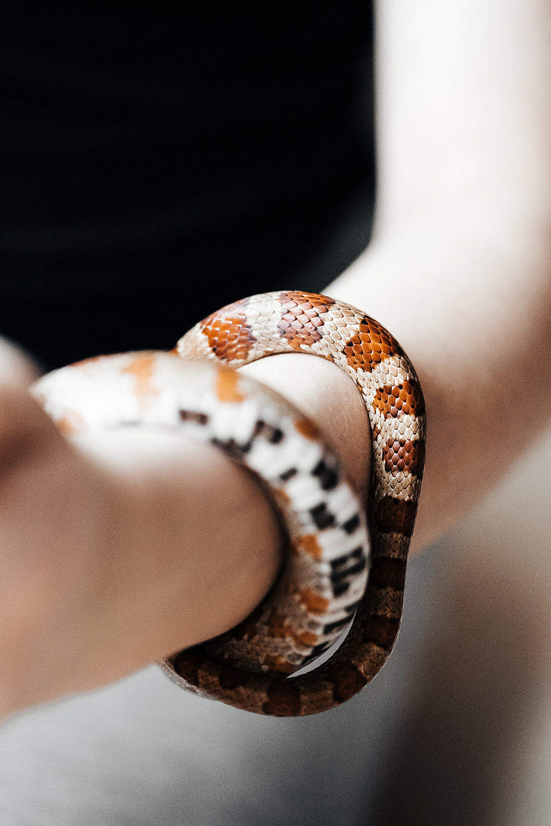Download Little Corn Snake Around My Hand Free Stock - Snails And Slugs - HD Wallpaper 