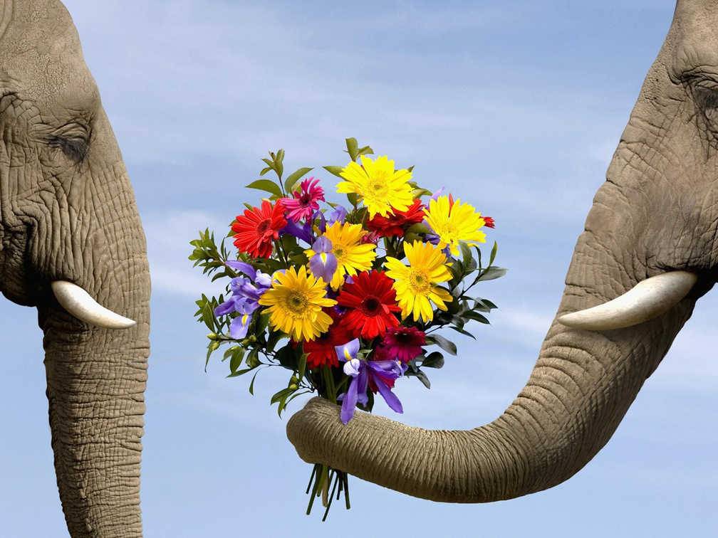 Elephant Flowers - HD Wallpaper 