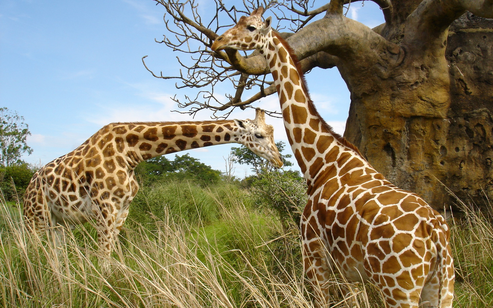 Wild Animal Photo Download - 1680x1050 Wallpaper Wild Animal Photo Download - 1680x1050 Wallpaper