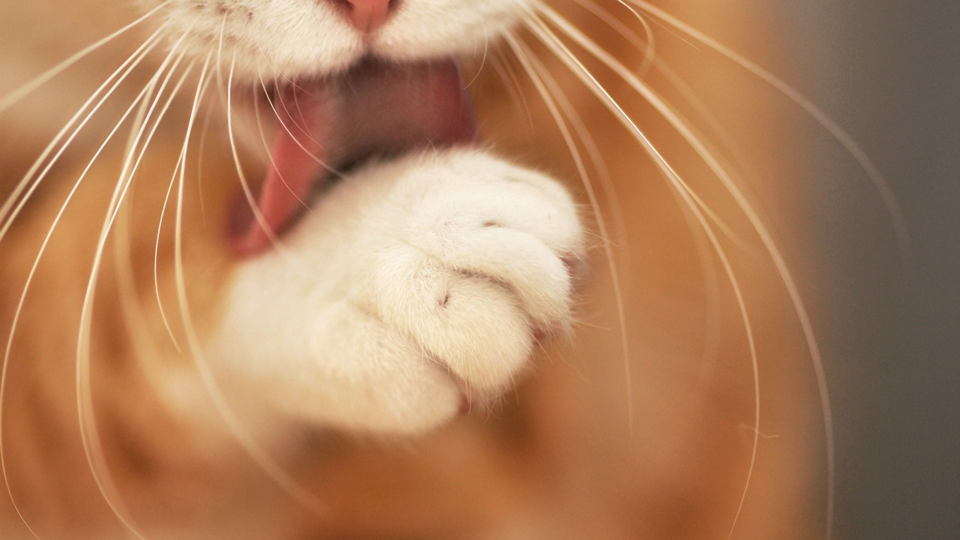 Cat, Animal, And Sweet Image - Cat Paw Close Up - HD Wallpaper 