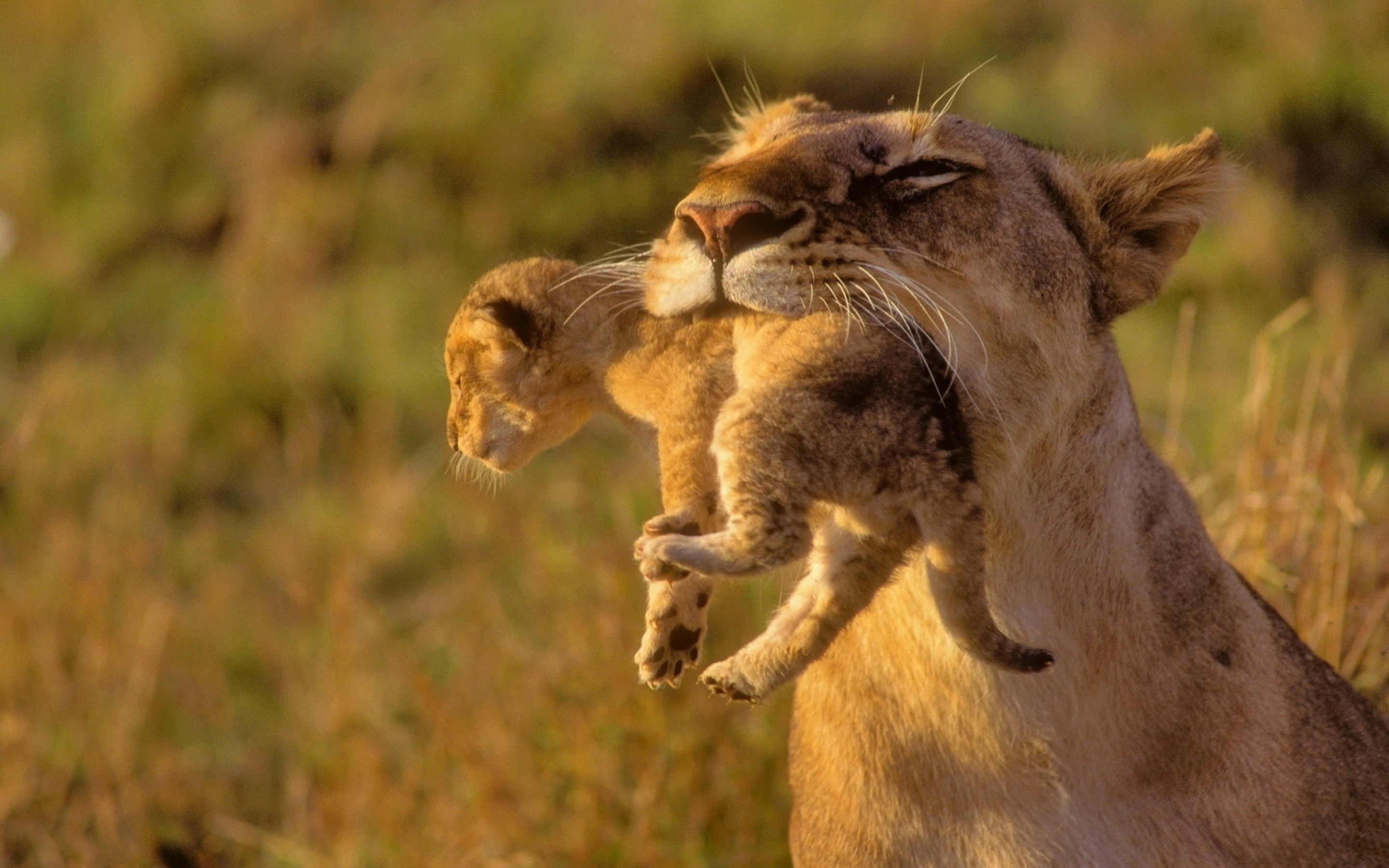 Ultra Hd Wallpapers Animals - 2880x1800 Wallpaper Ultra Hd Wallpapers Animals - 2880x1800 Wallpaper