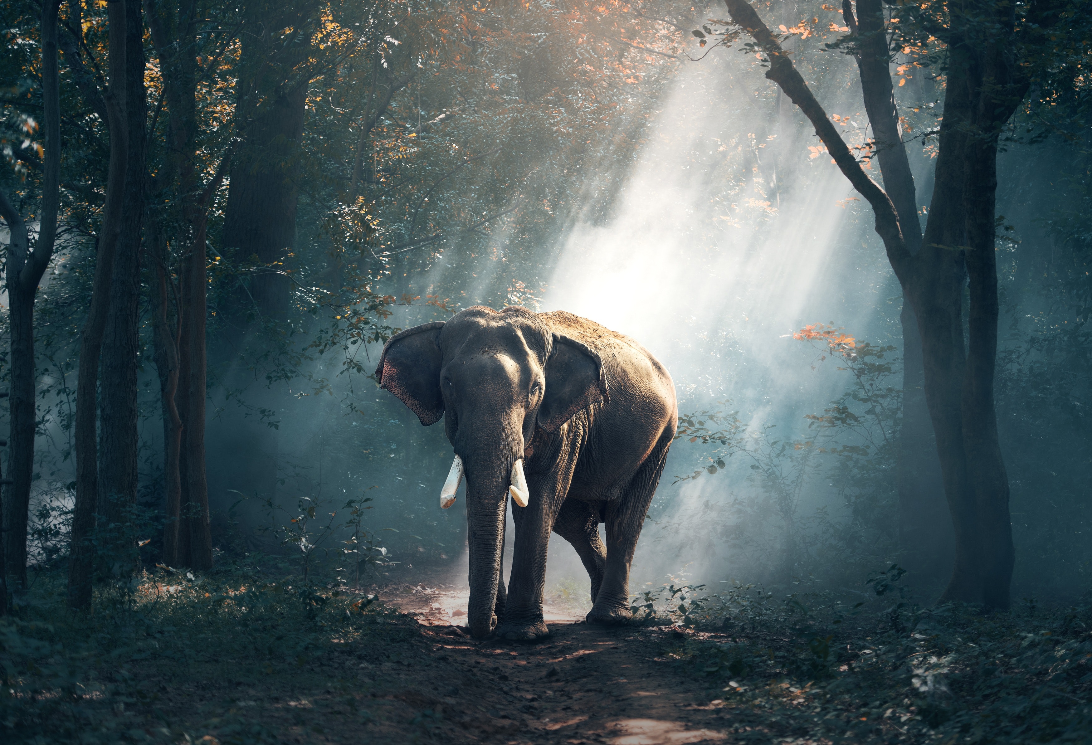 Elephant In The Woods - HD Wallpaper 