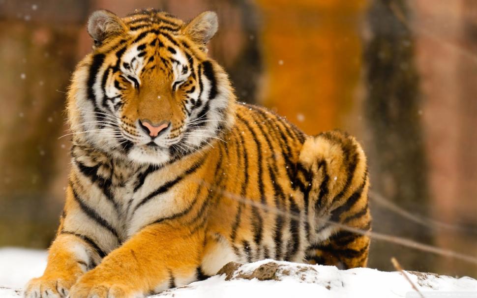 Wild Animals Wallpaper,animal Hd Wallpaper,1920x1080 - Peaceful Tiger - HD Wallpaper 