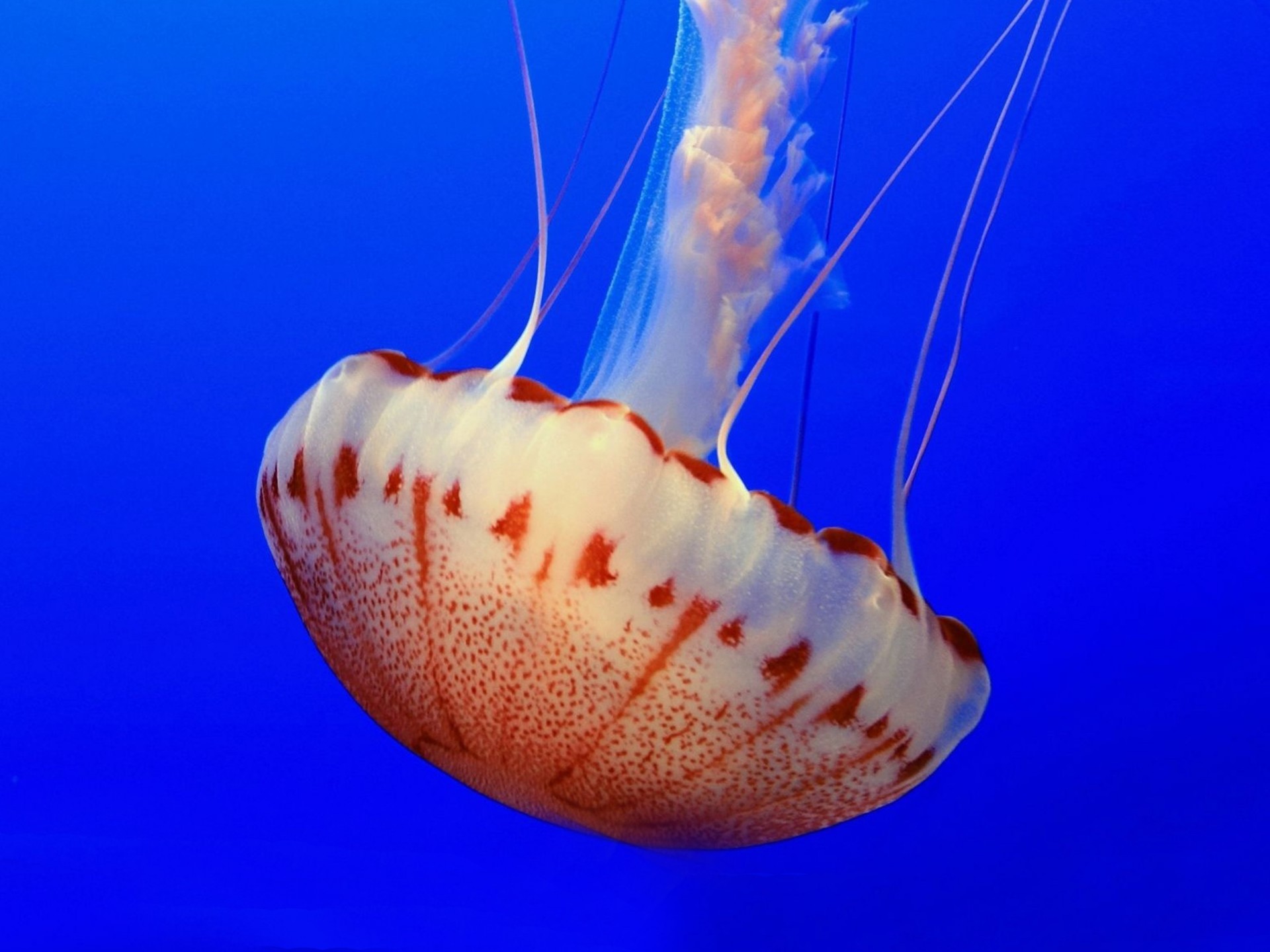 Hd Jellyfish - 1920x1440 Wallpaper Hd Jellyfish - 1920x1440 Wallpaper