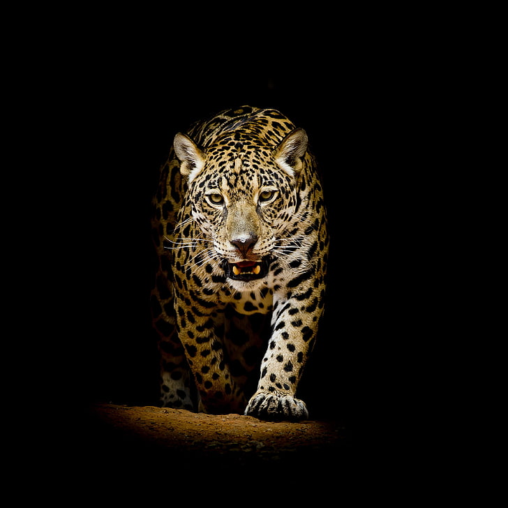 Leopard 4k For Desktop Background, Big Cat, Feline, - Live Animal Wallpaper For Iphone - HD Wallpaper 