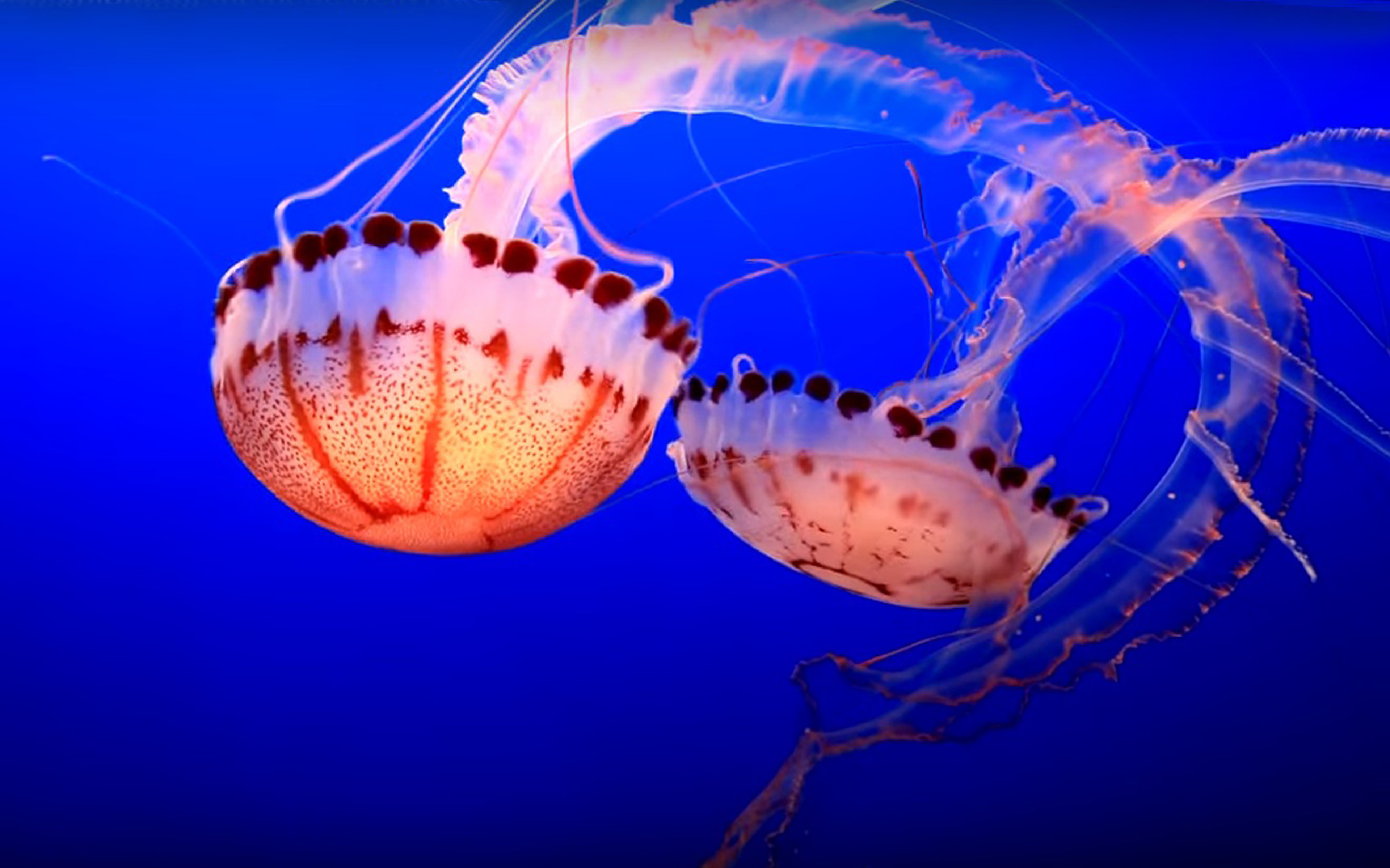 Ocean High Resolution Underwater - HD Wallpaper 