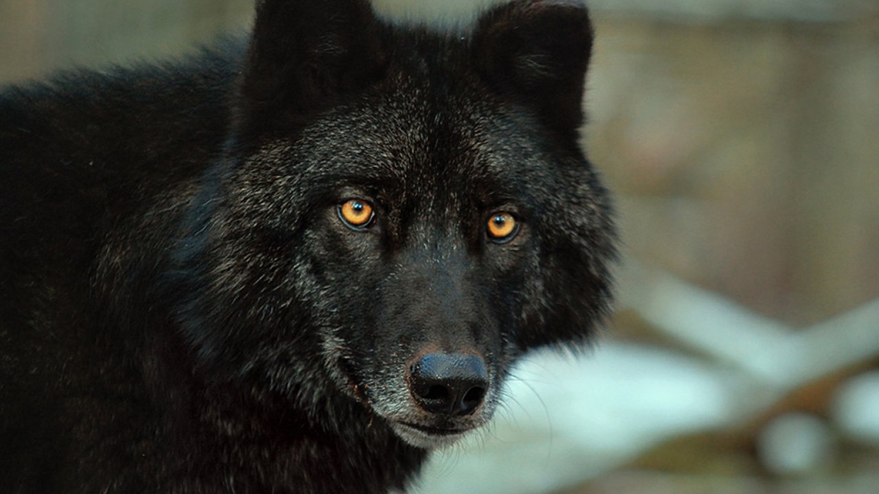 волкособ сильнее волкодав. включи черный волк. волкособ черный большой. включи черный волк. карпатский волк черный.