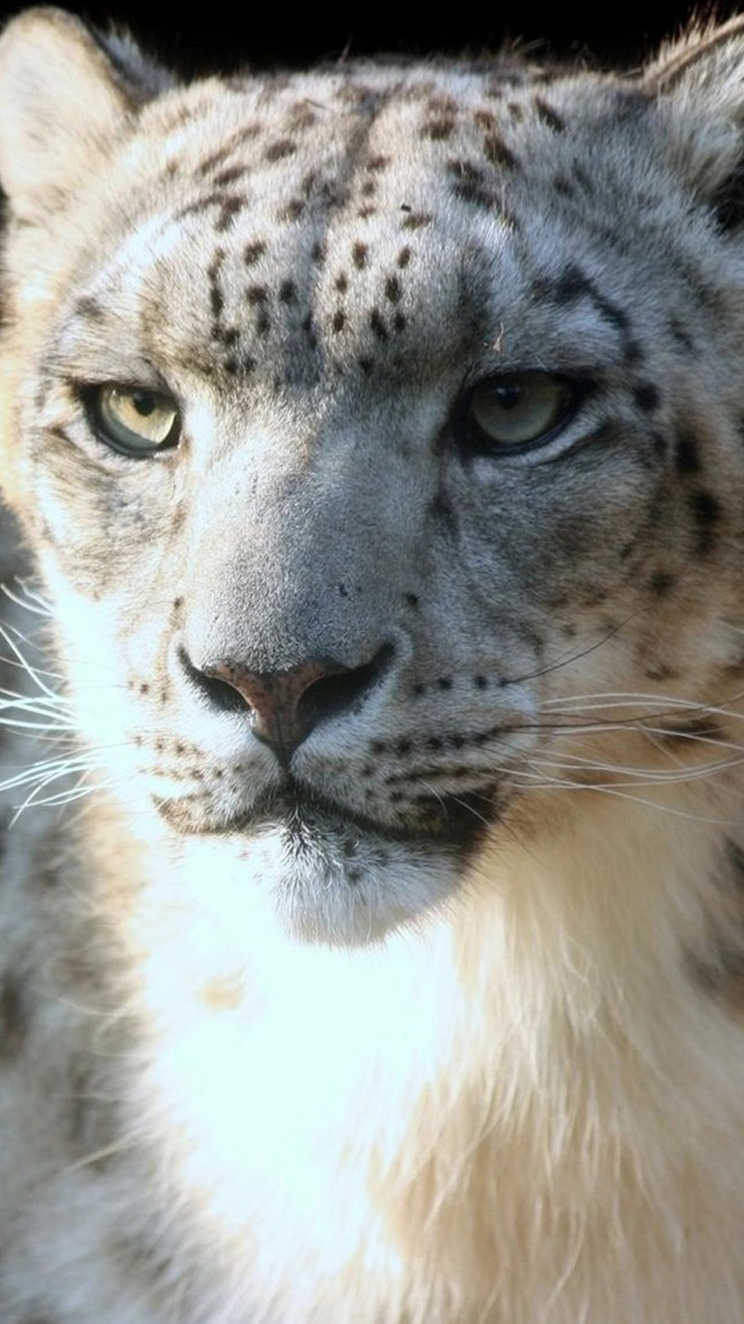 Animal Iphone Wallpaper - Snow Leopard Best Face - HD Wallpaper 