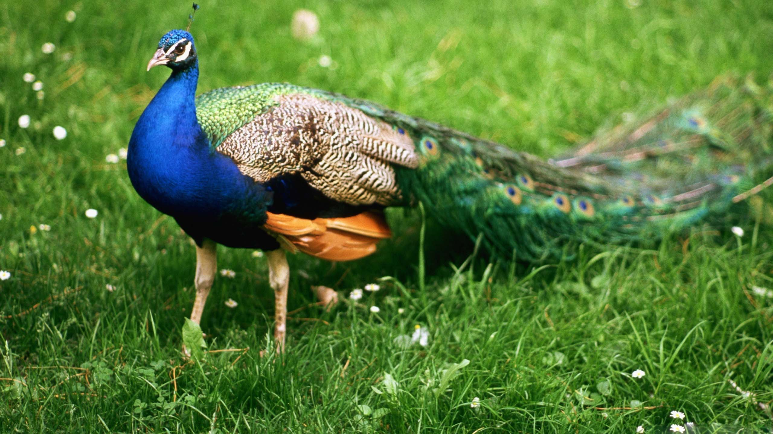 Hd Images Of Peacock - 2560x1440 Wallpaper Hd Images Of Peacock - 2560x1440 Wallpaper