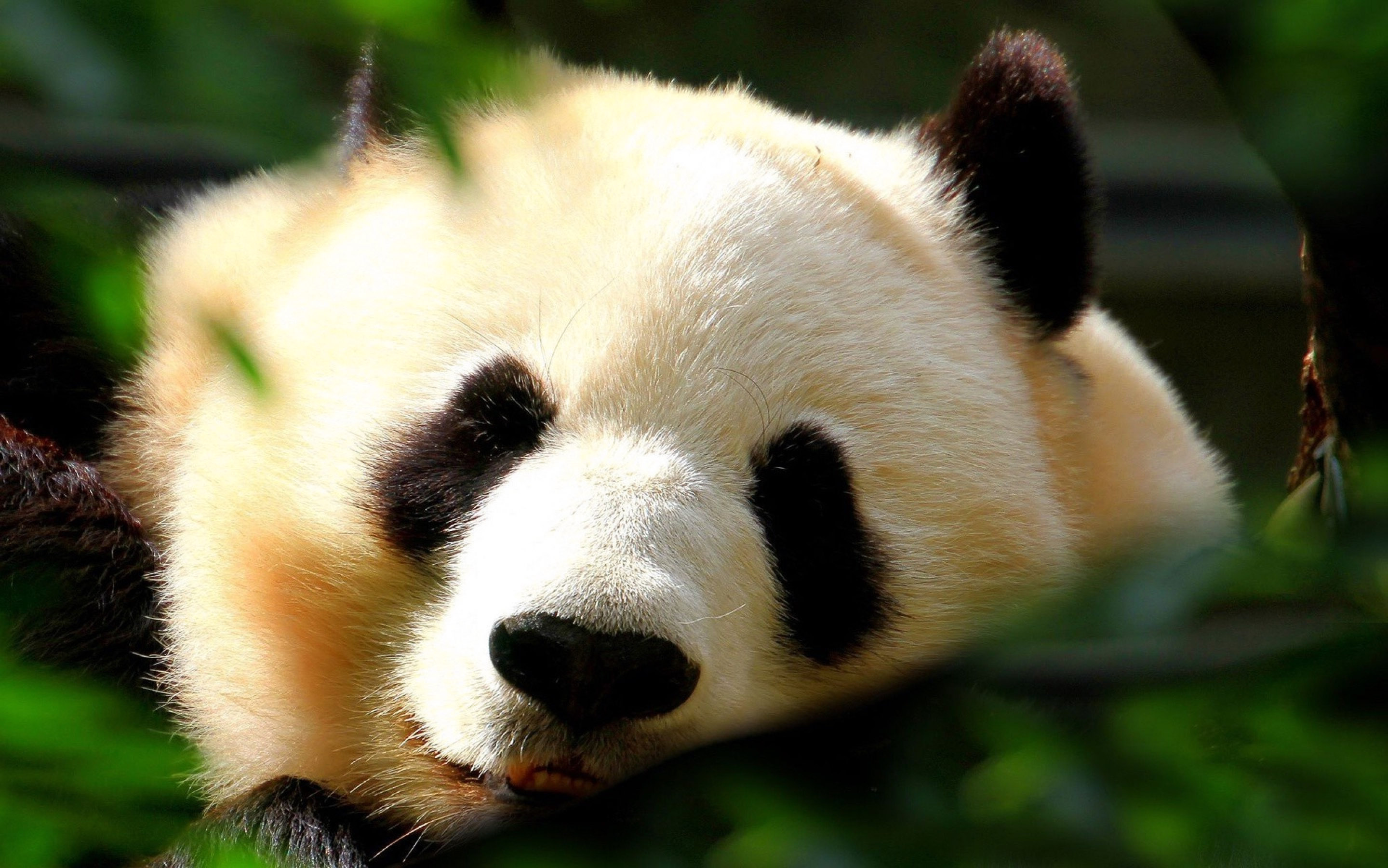 Wild Animals Wallpaper Retina Hd Download - Wild Animals Hd Download - 2880x1800 Wallpaper Wild Animals Wallpaper Retina Hd Download - Wild Animals Hd Download - 2880x1800 Wallpaper