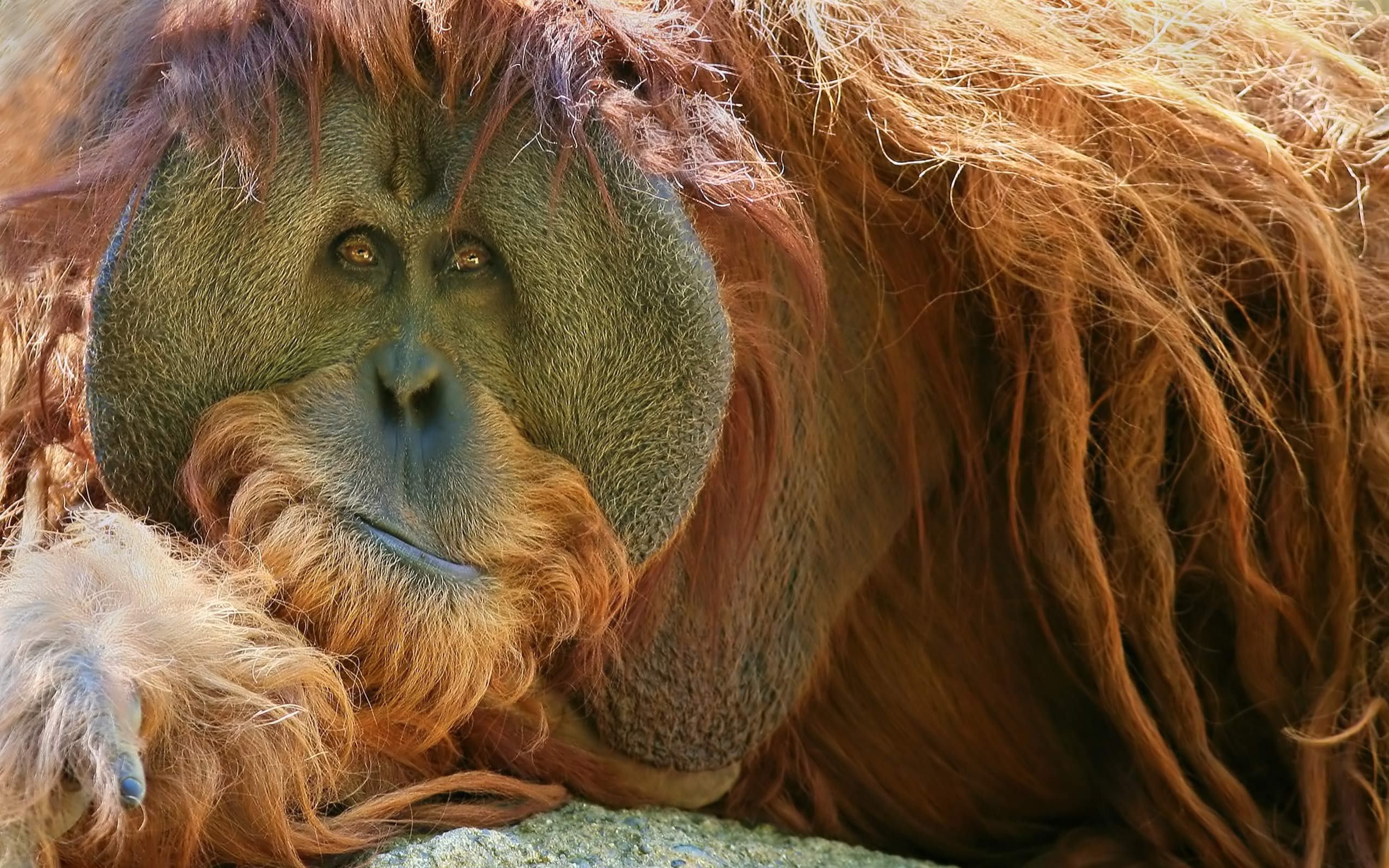 Animals High Definition Download Orangutan High Definition - Orangutan Wallpaper Hd - HD Wallpaper 