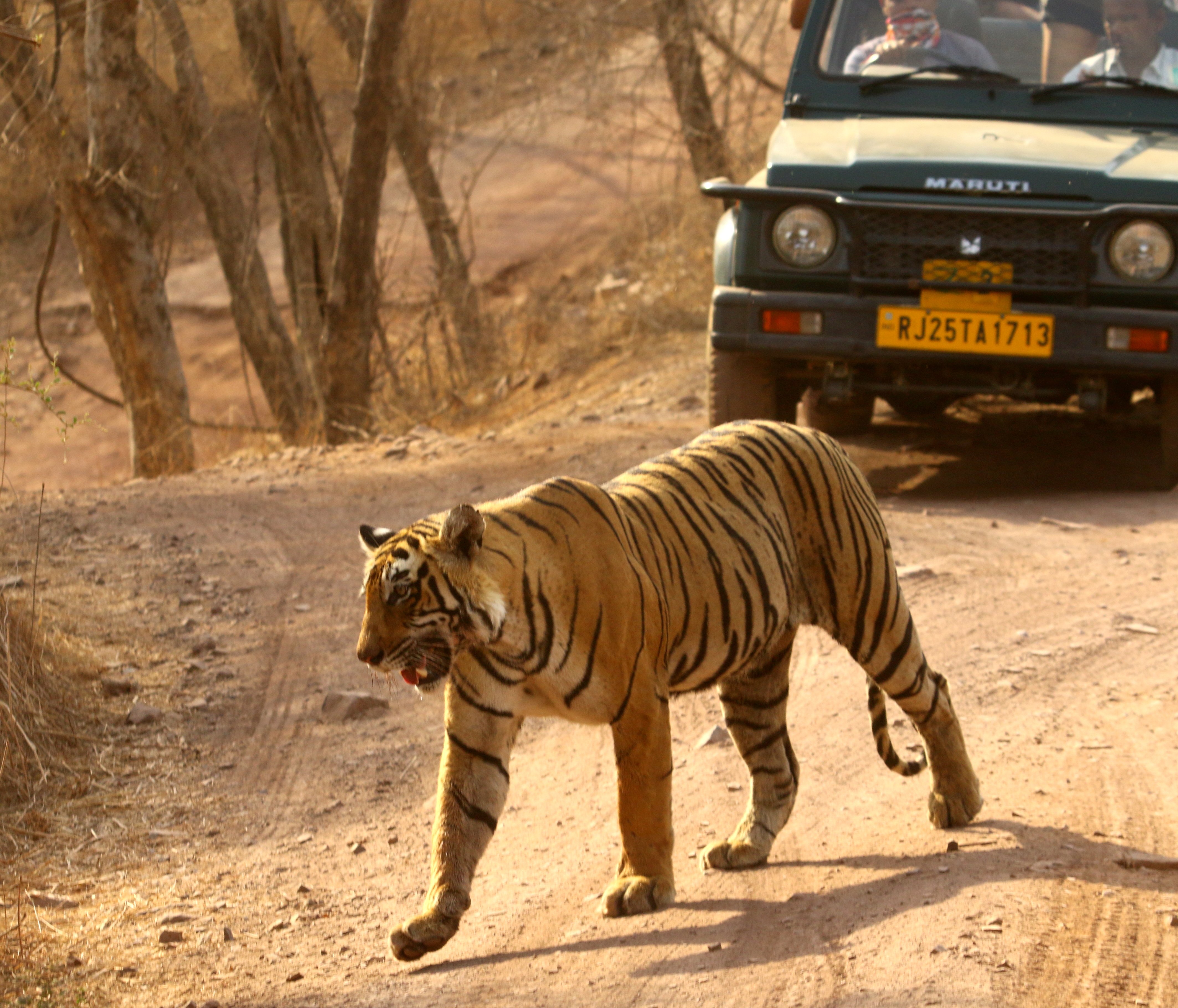 Full Size Pictures Of Tiger - HD Wallpaper 