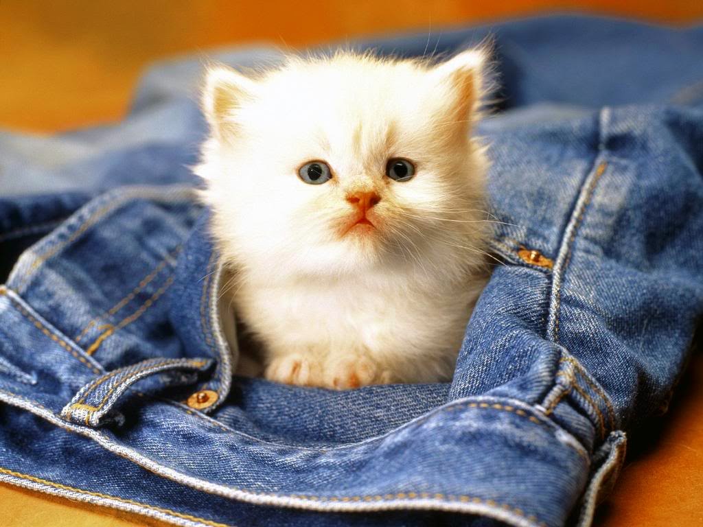 Image For Love - Baby Cute Cat - HD Wallpaper 