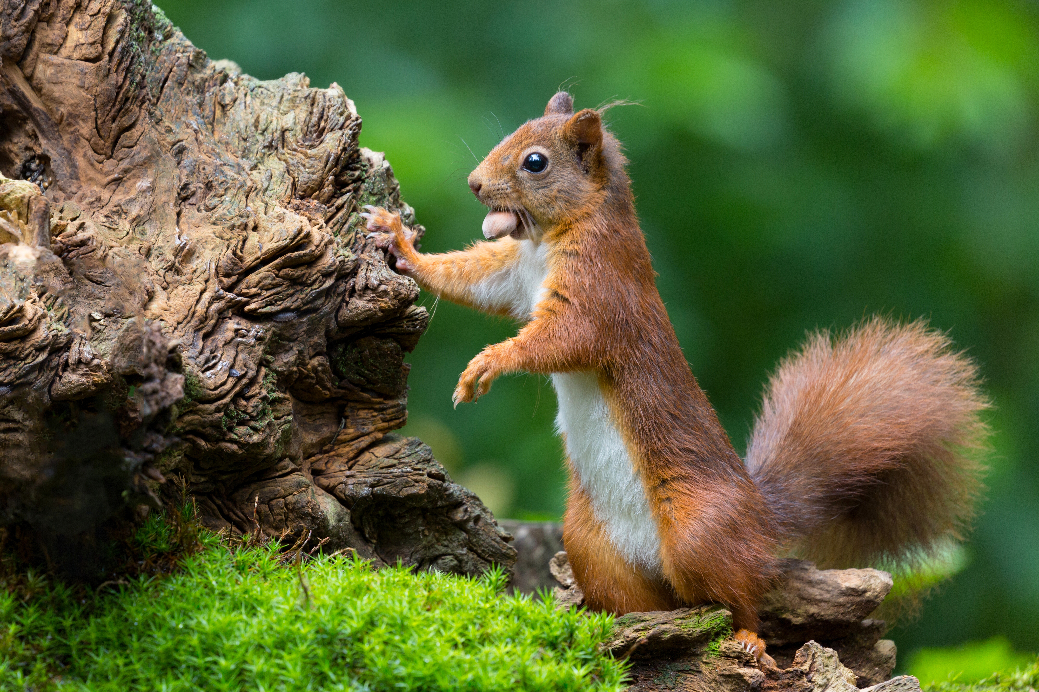 Squirrel Wallpaper 4k - HD Wallpaper 