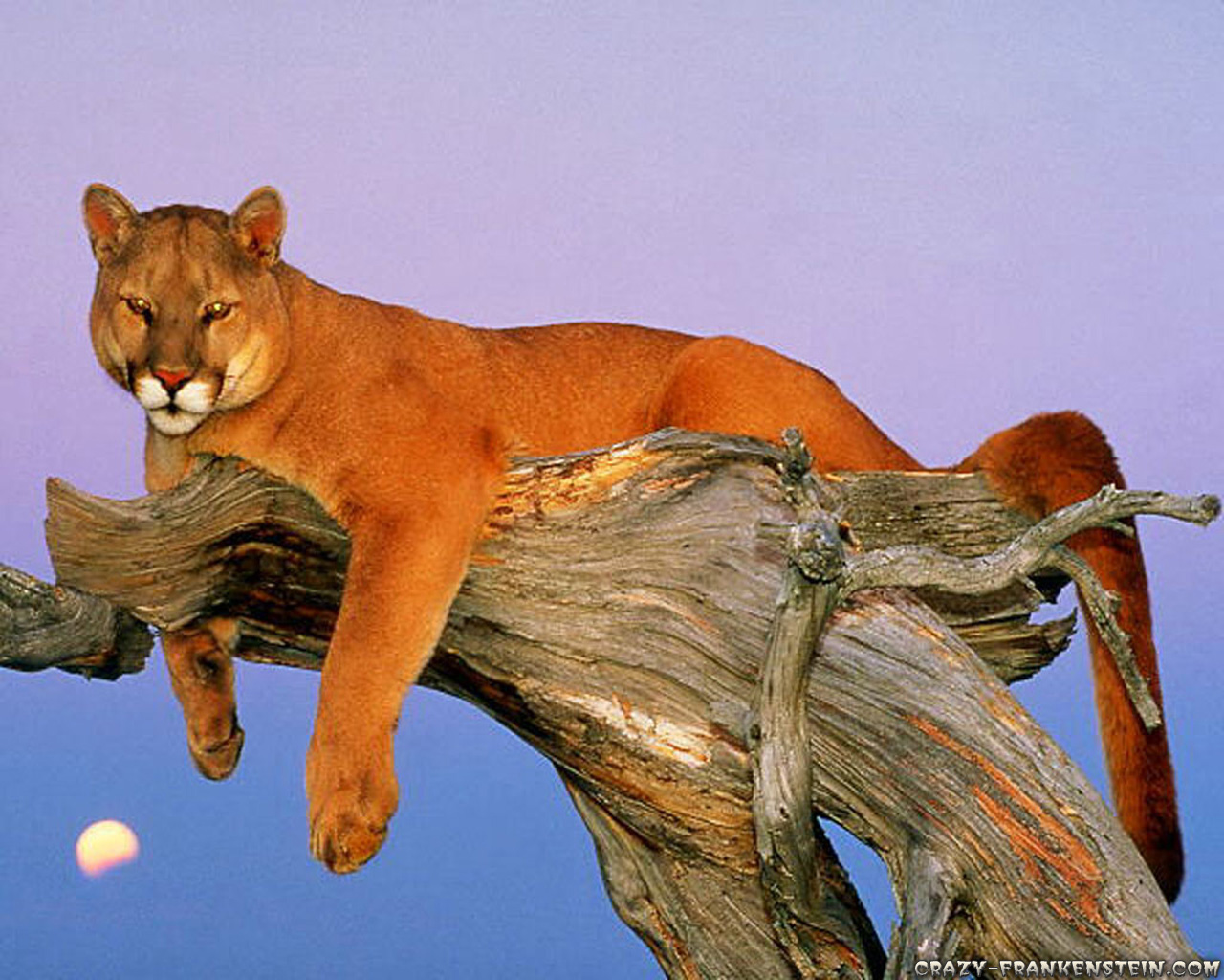 Mountain Lion Resting On Tree - HD Wallpaper 