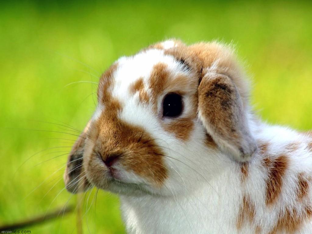 Cute Animals - HD Wallpaper 