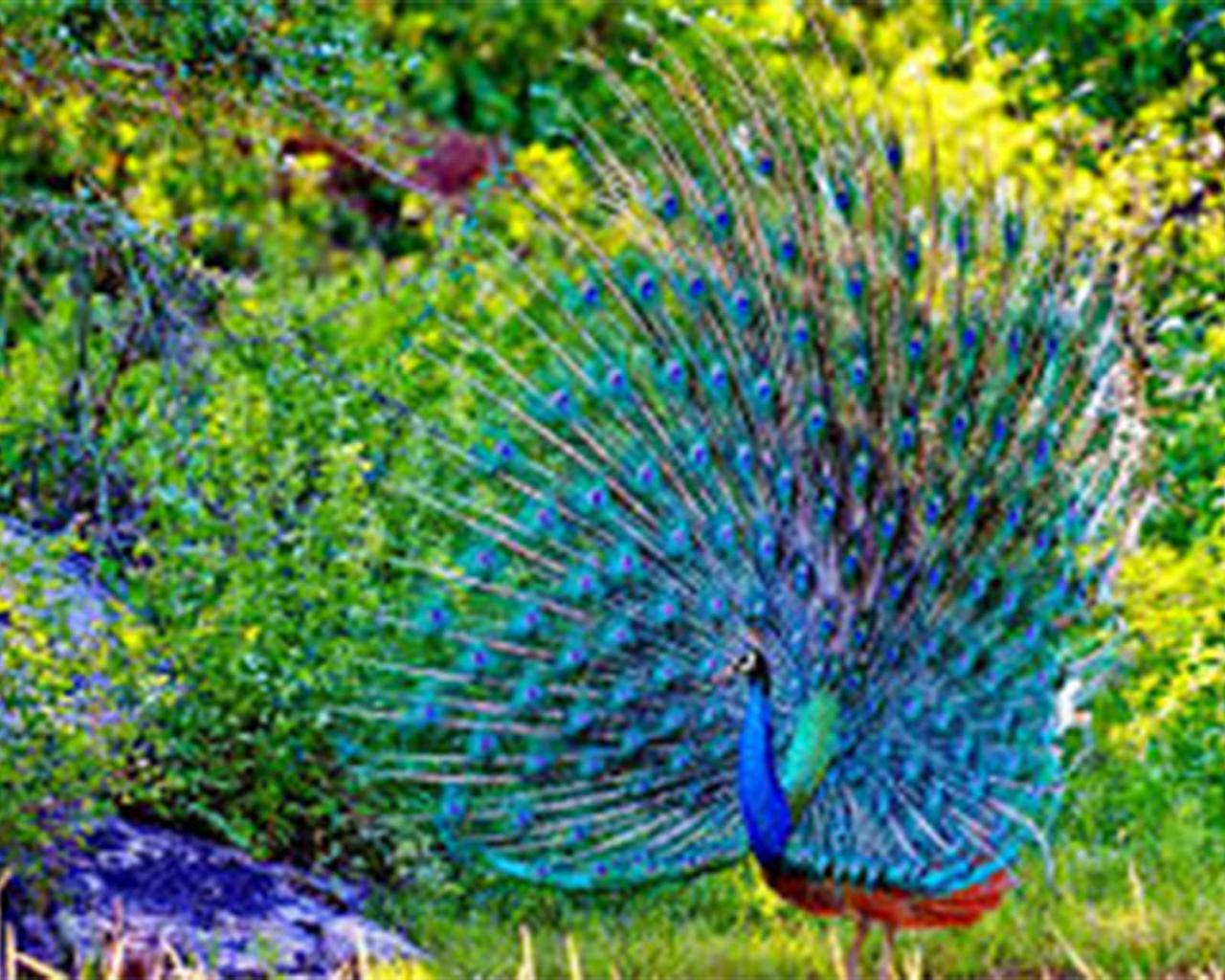 Cute Animal Wallpaper - Cute Animal Wallpaper Nature - 1280x1024 Wallpaper Cute Animal Wallpaper - Cute Animal Wallpaper Nature - 1280x1024 Wallpaper