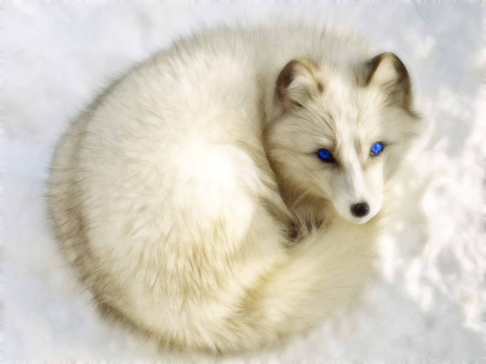 Arctic Fox Pics, Animal Collection - Arctic Fox With Blue Eyes - HD Wallpaper 