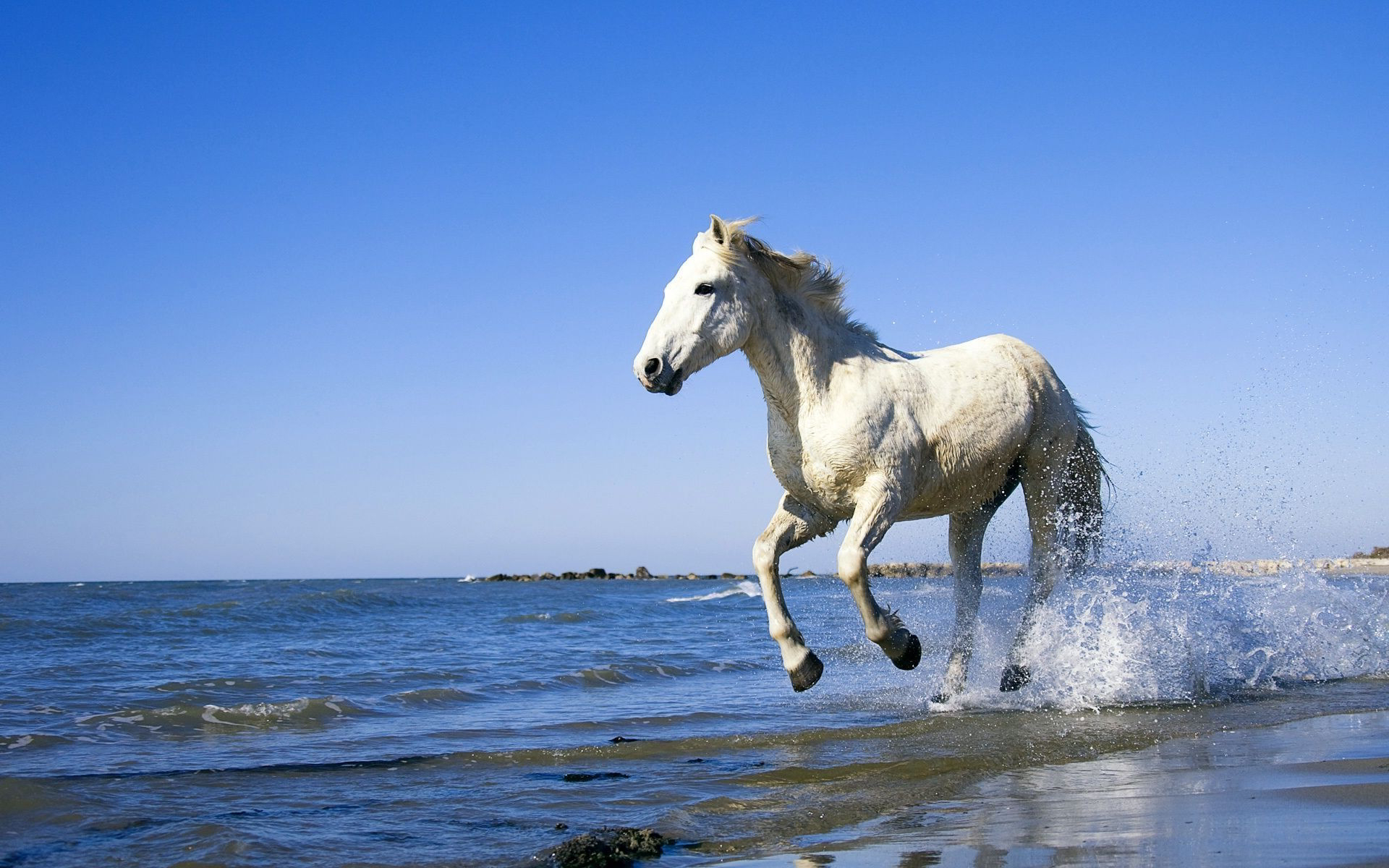 White Horse On Sea - HD Wallpaper 