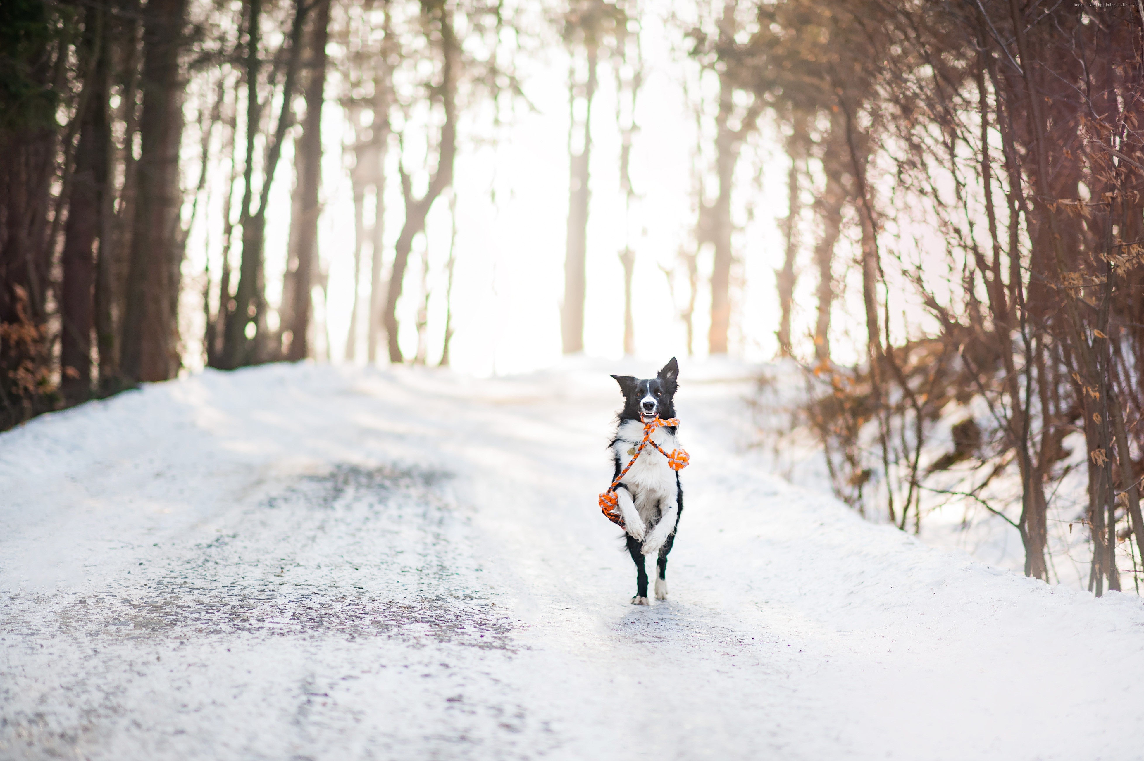 Winter Dog - HD Wallpaper 