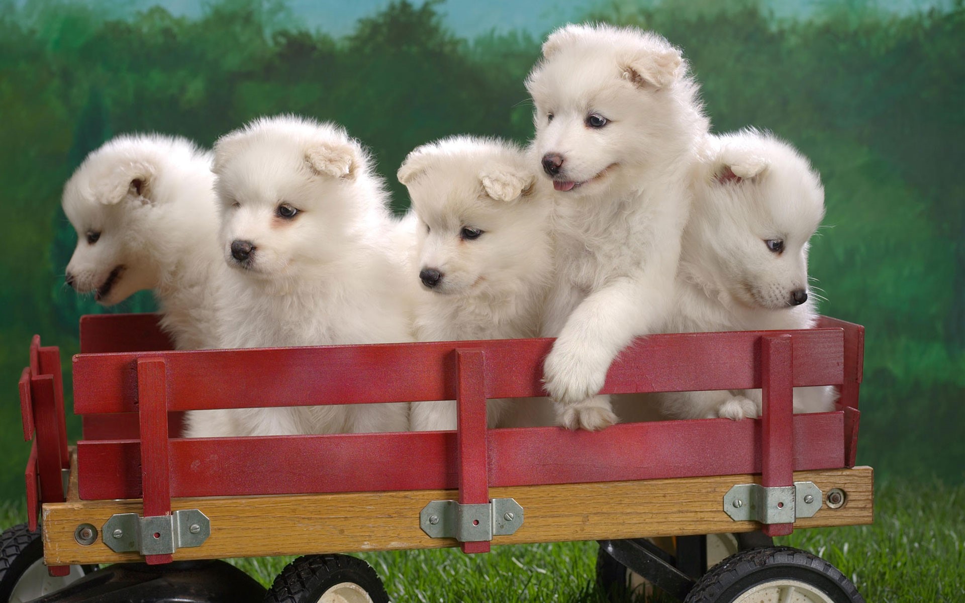 Cute Five Puppies On Toy Trolly Pets Animal Wallpapers - Group Of Cute  Puppies - 1920x1200 Wallpaper 