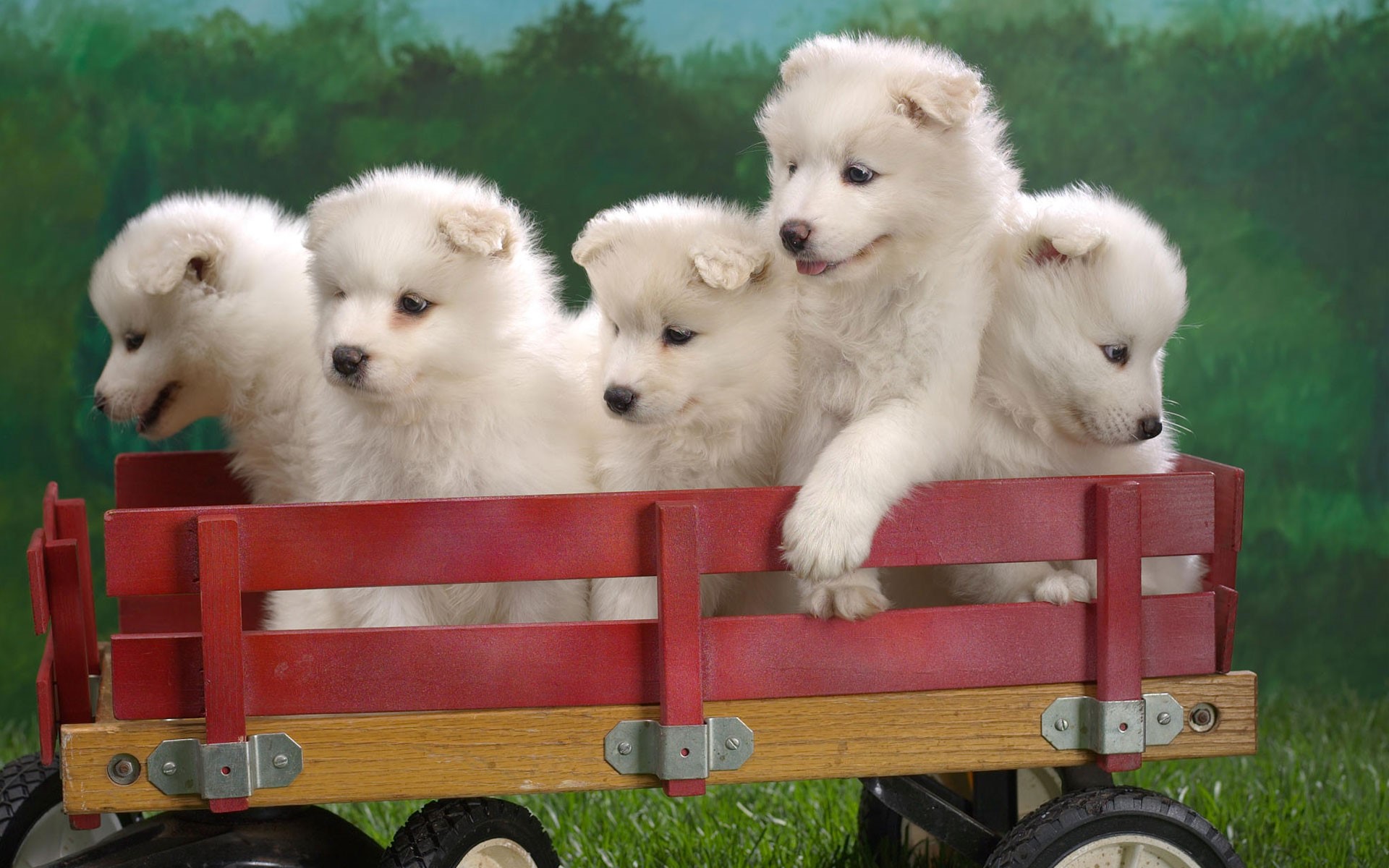 Cute Five Puppies On Toy Trolly Pets Animal Wallpapers - Group Of Cute Puppies - HD Wallpaper 