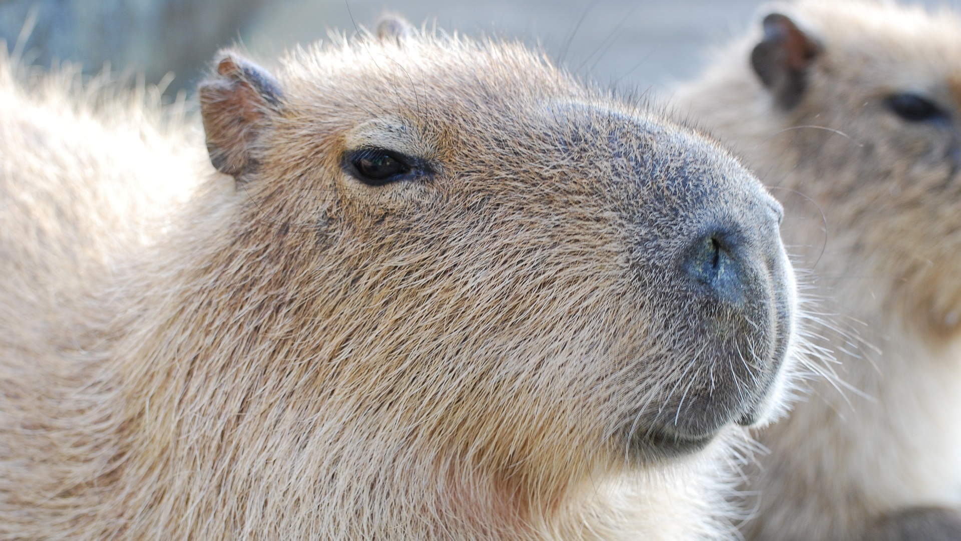 Wallpaper Capybara Close-up, Face - Capivara Face - HD Wallpaper 