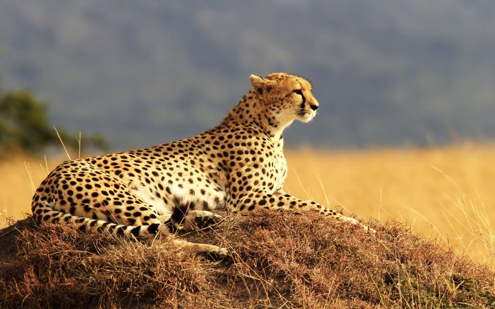 Cheetah Animal Nature 4k Wallpaper,cheetah Hd Wallpaper,nature - Cheetah Wallpaper Hd - HD Wallpaper 