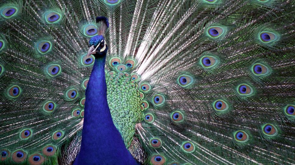Peacock Birds Animal Hd Wallpaper,animal Hd Wallpaper,birds - Hd Wallpaper Of Animals And Birds - HD Wallpaper 