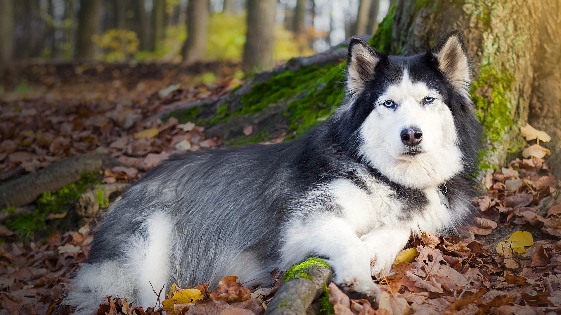 Alaskan Malamute - HD Wallpaper 
