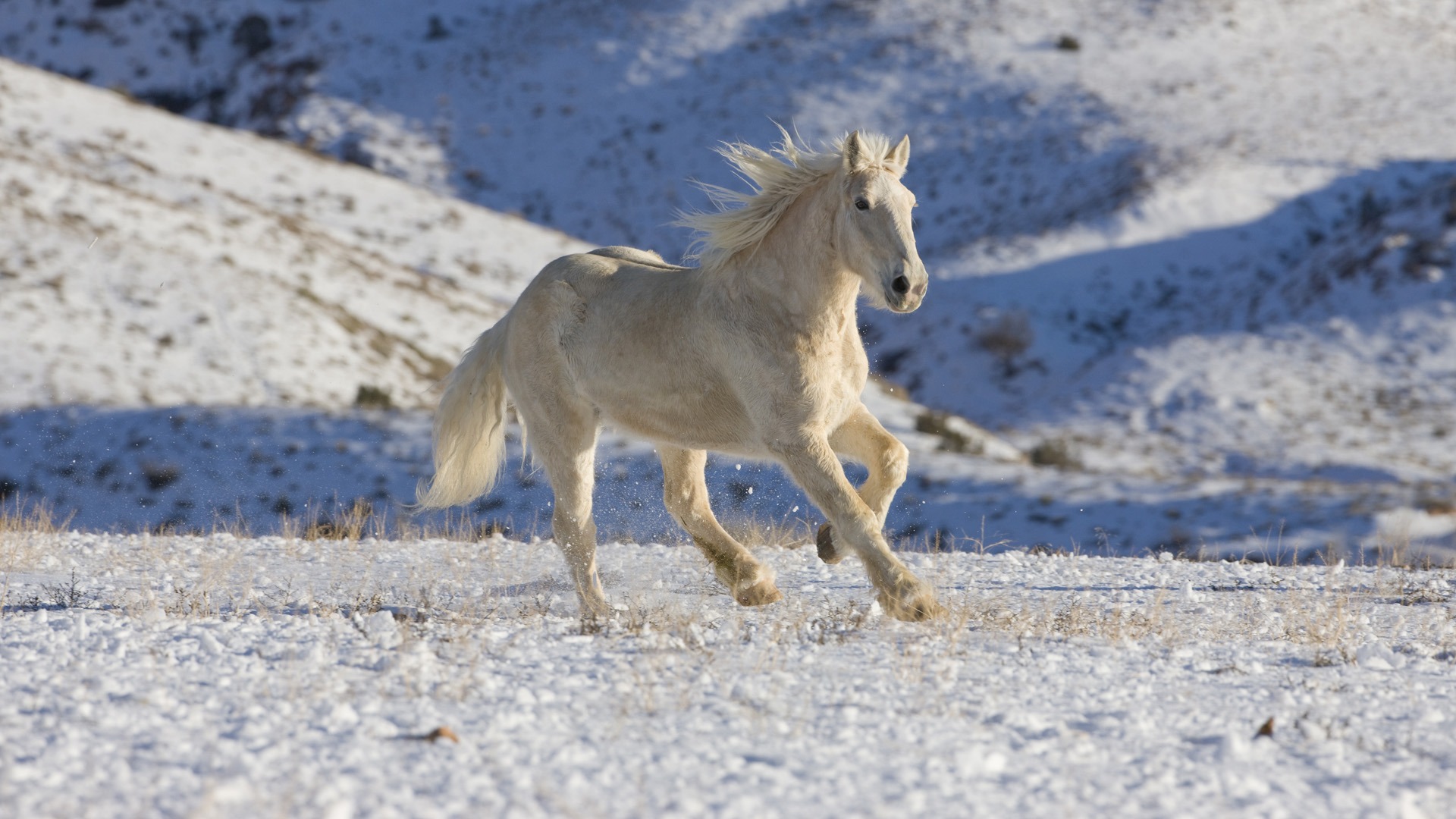 Wild Horses White Horse Running - HD Wallpaper 