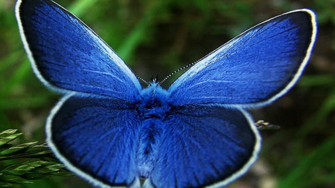 Animal Wallpapers High Resolution Images Free Download - HD Wallpaper 