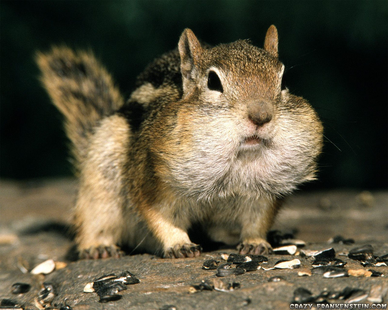 Funny Squirrel Face - 1280x1024 Wallpaper 