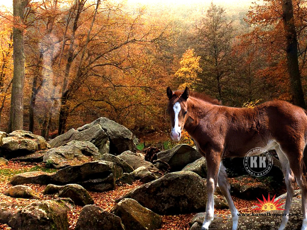 Autumn Woods - HD Wallpaper 