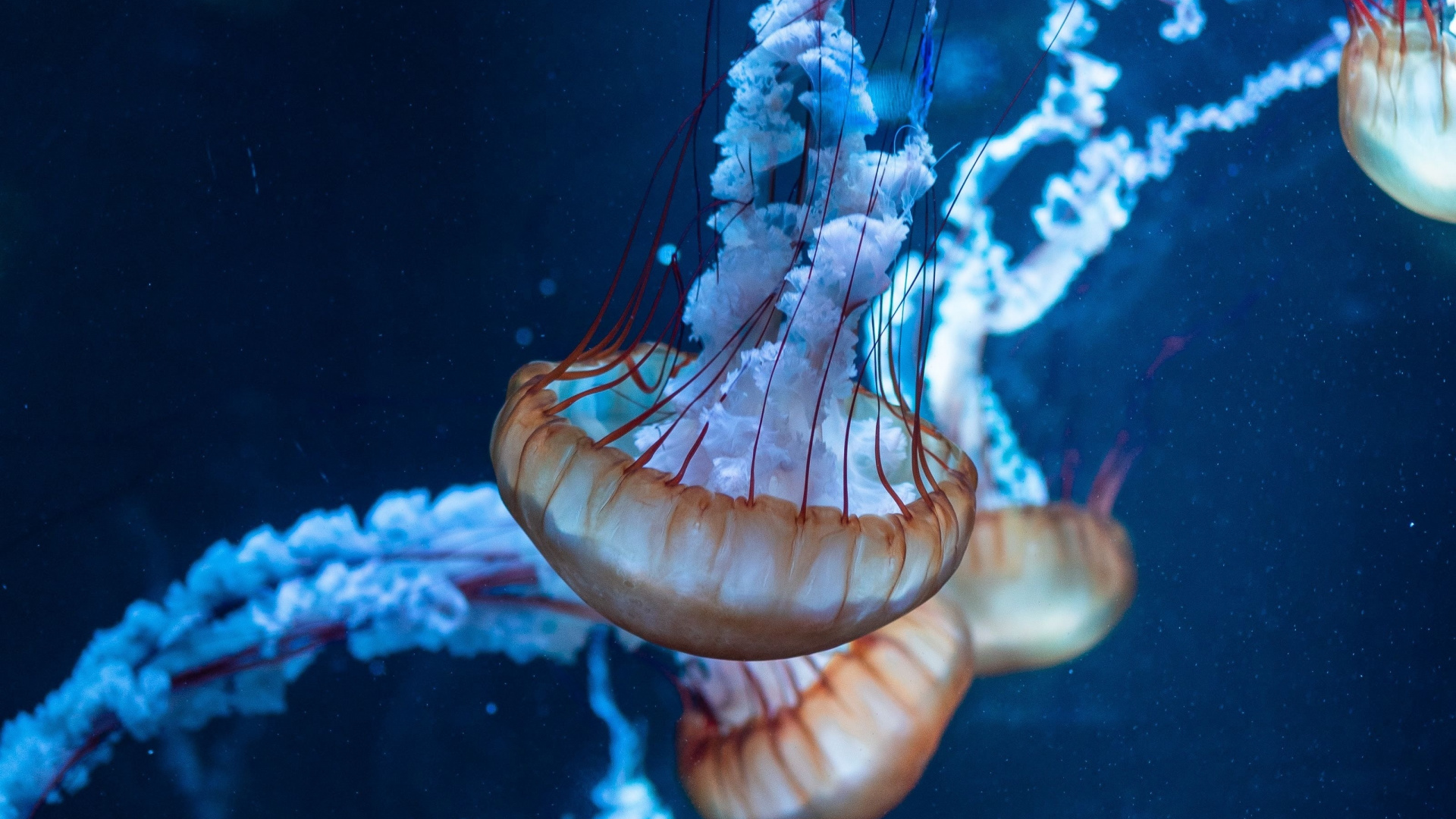 Jellyfish, Underwater, Aquatic, Animals, Wallpaper - Underwater Animals Hd 1080p - HD Wallpaper 