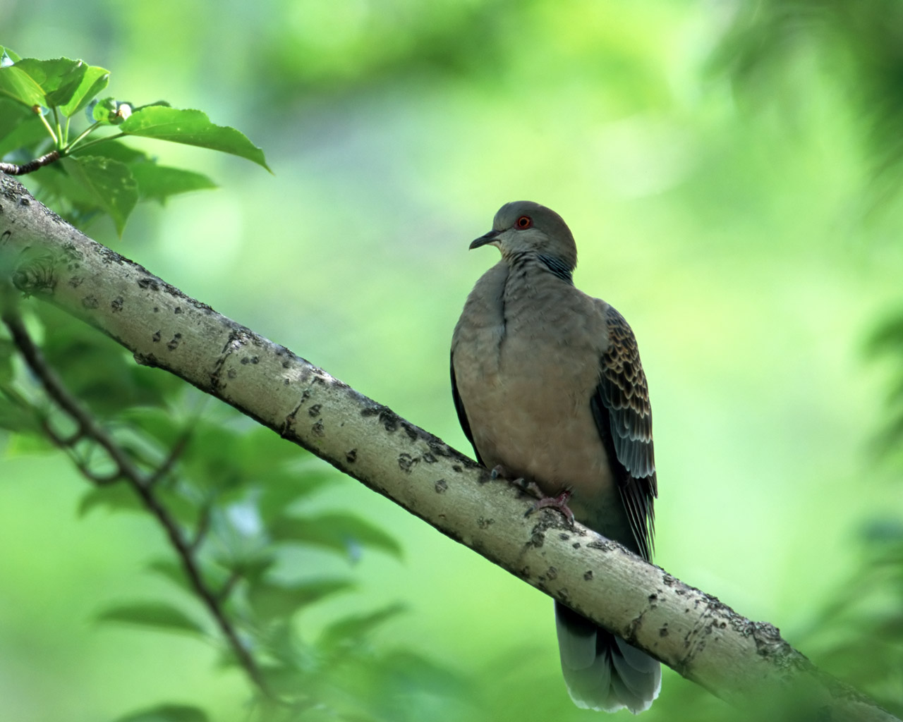 Turtle Dove Windows 7 Animals Desktop Wallpaper - 三 年 河東 三 年 河西 - HD Wallpaper 