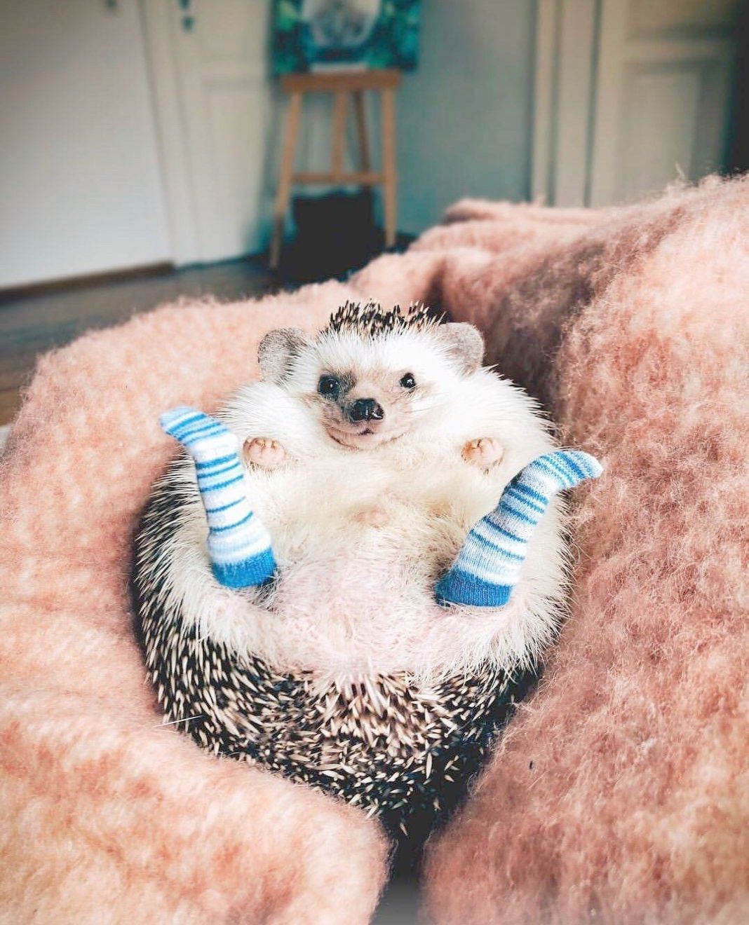 Cute Hedgehog With Socks - HD Wallpaper 