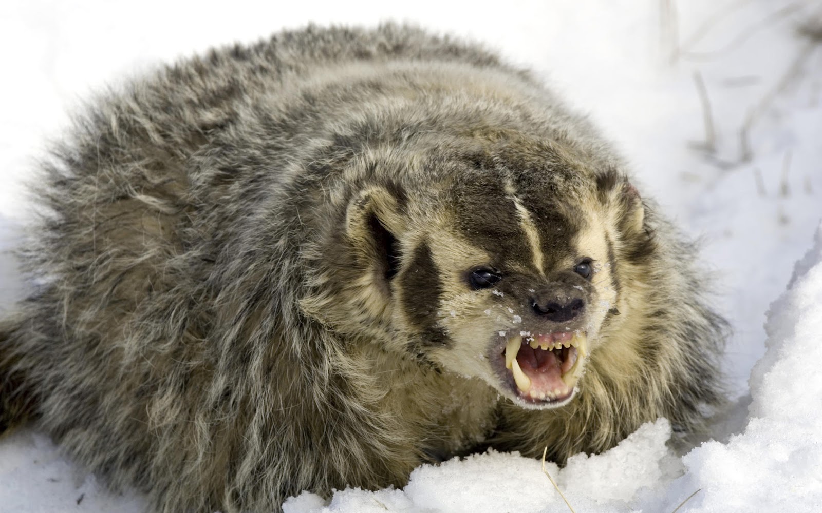 American Badger Angry - HD Wallpaper 