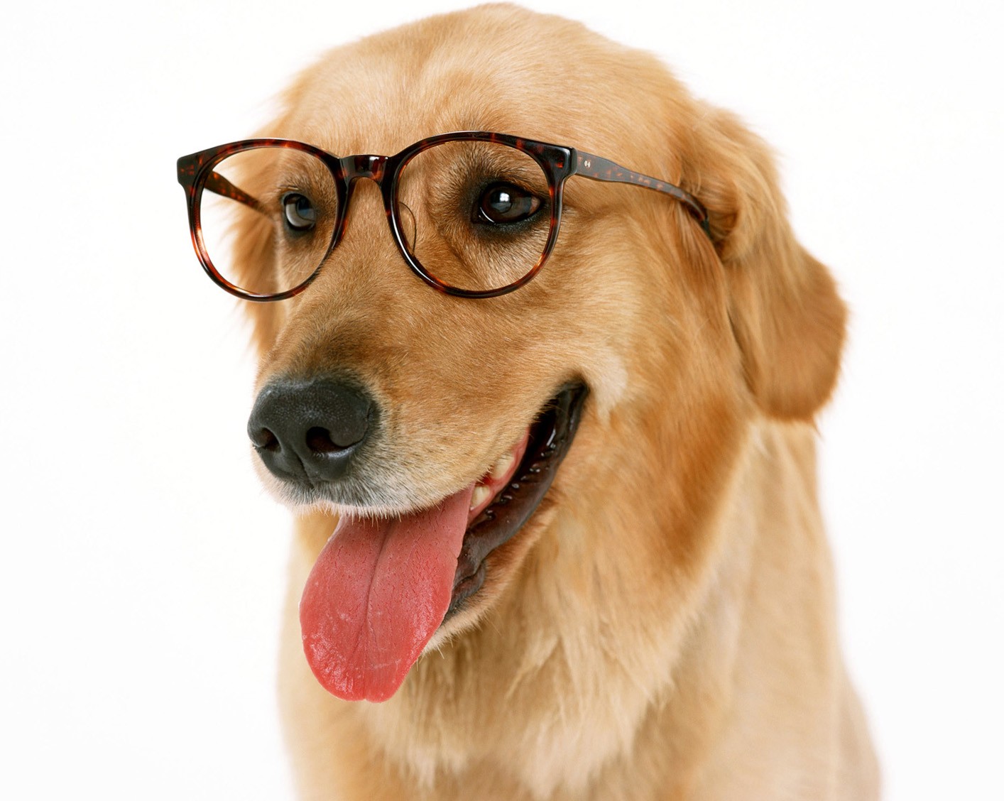 Dog With Eyeglasses 1414x1128 Wallpaper teahub.io