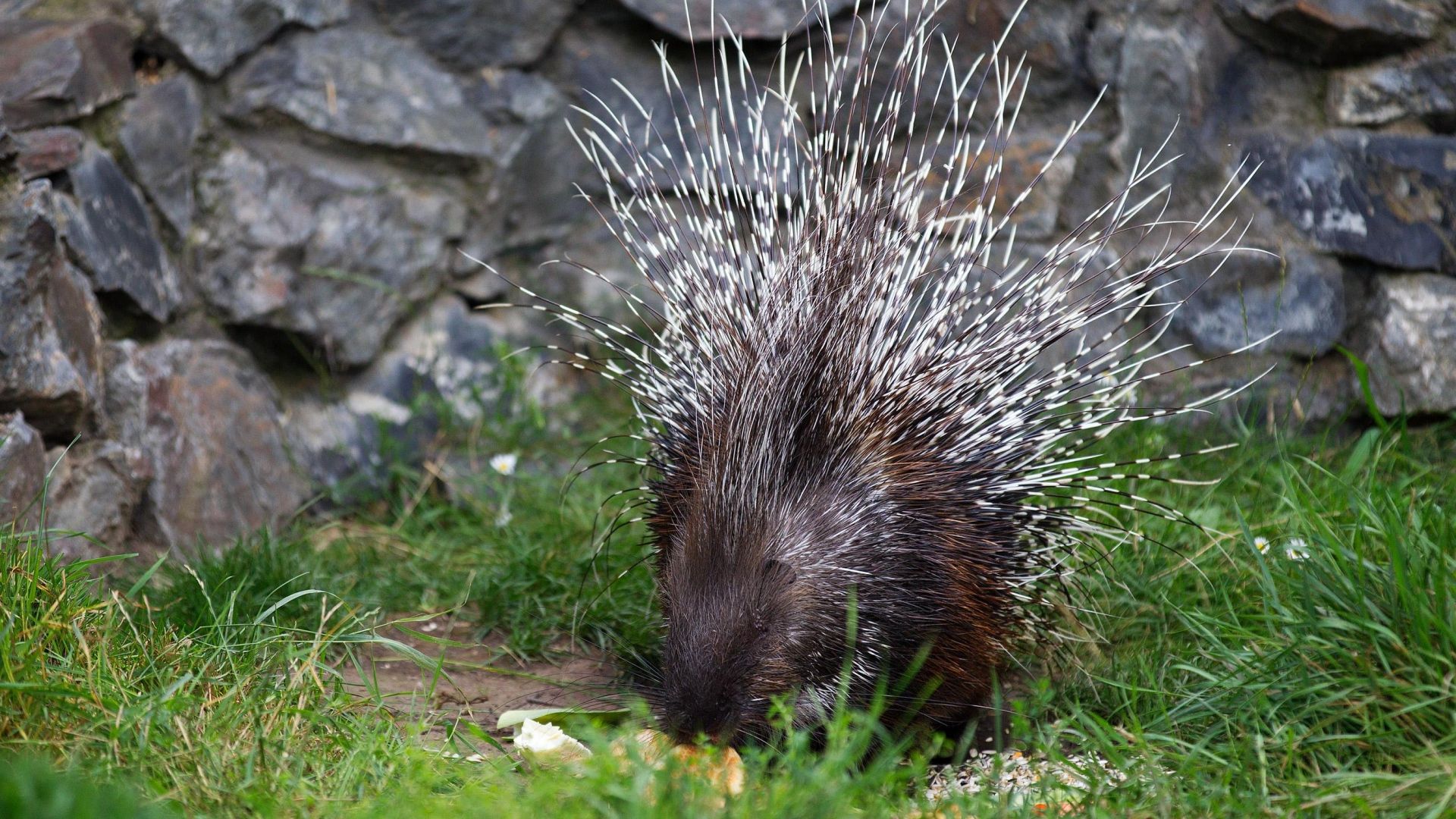 Porcupine Images Hd - HD Wallpaper 
