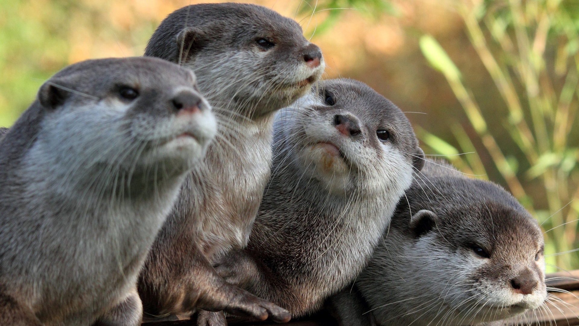 Wallpaper Otters, View, Animals - Otter Cute - HD Wallpaper 