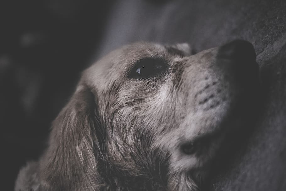 Cute, Dog, Eyes, Pet, Sad, Moody, Sadness, Feeling, - Companion Dog - HD Wallpaper 