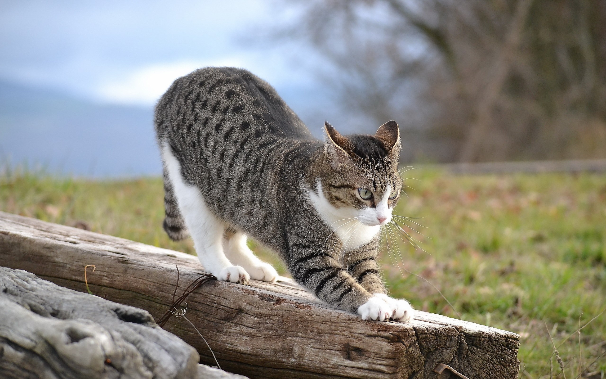 Cat Stretching - HD Wallpaper 